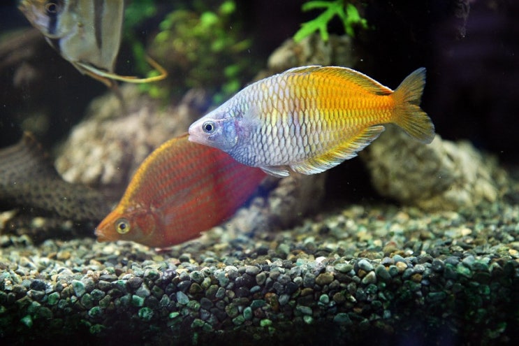  레인보우 피쉬...  (rainbow fish)