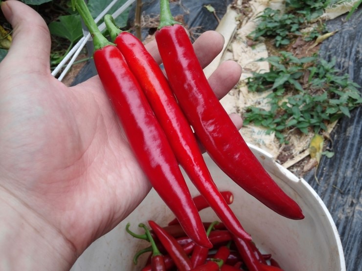 고추 수확 및 고추 따기