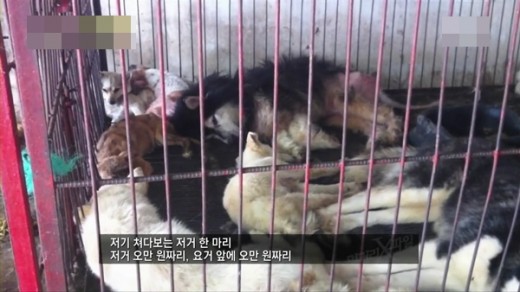 [<b>식용견</b>/개식용]유기견이 <b>식용견</b>으로? 공공연한 비밀을... 