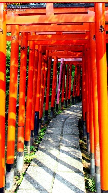 일본 도쿄자유여행# 동경 올빼미 여행, 도쿄 네즈 신사의 100개의 빨간