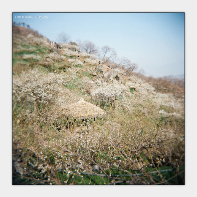  [토이카메라]홀가(Holga 120 GCFN)로 담은 세상