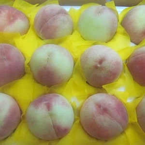 산지애 청송 복숭아 부드러운 백도, 의외로 달콤하고 맛있네~