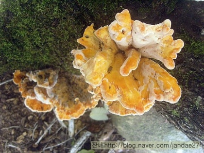 9월중순 가을숲에서 만난 버섯들 - 식용버섯과 독버섯. : 네이버 블로그