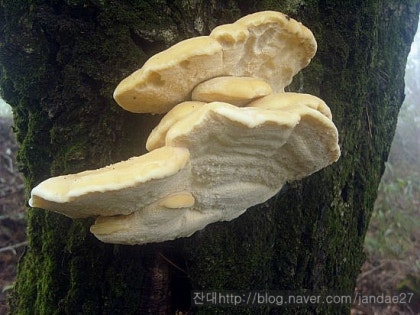9월중순 가을숲에서 만난 버섯들 - 식용버섯과 독버섯. : 네이버 블로그