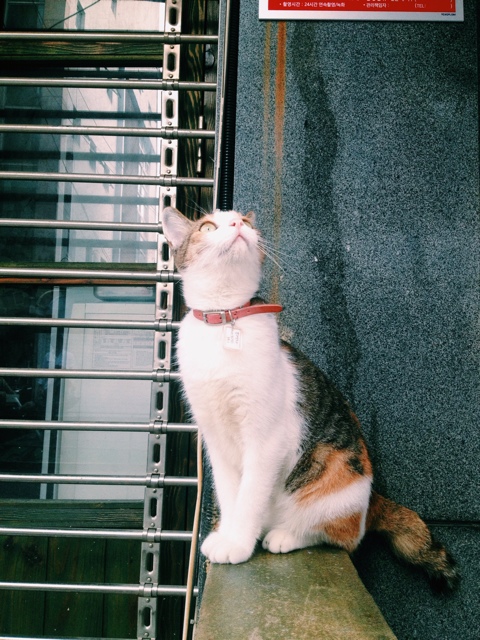  허세 토요일
