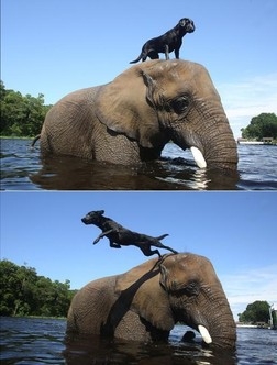 코끼리와 개의 우정