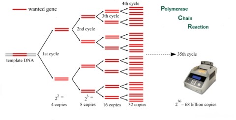 PCR에 관한 오해와 진실   [칼럼 #1]