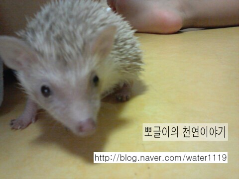 고습도치가  가족되는 날