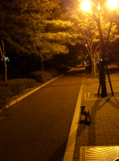  산책 walk with HIM