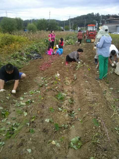 고구마 캐기 고구마 캐기