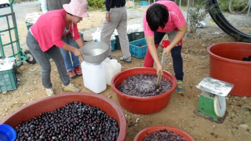 포도주담그는 법 /포도엑기스 만드는 법