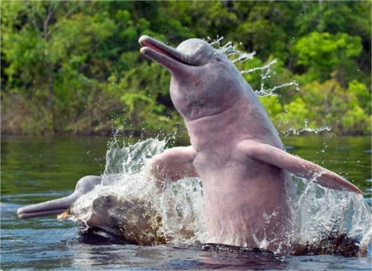 아마존 강돌고래(Amazon River Dolphin) : 네이버 블로그