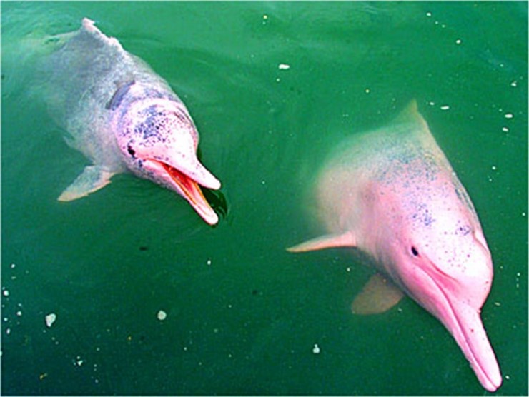 아마존 강돌고래(Amazon River Dolphin) : 네이버 블로그