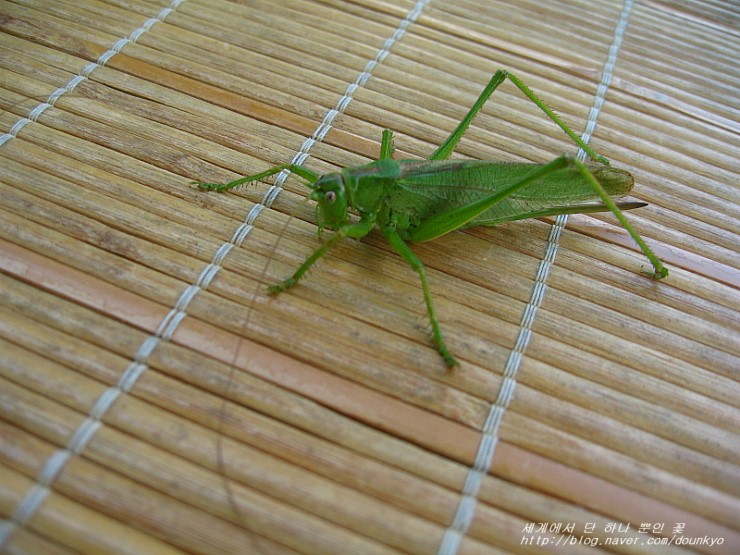 사마귀 외 かまきり他 네이버 블로그