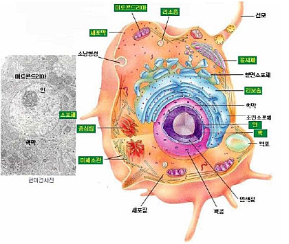  세포의기능 및 특징
