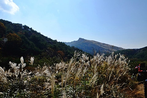 화왕산벌꿀 이미지