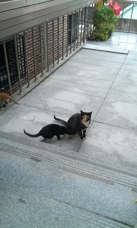 길 위의 고양이 길 위의 고양이