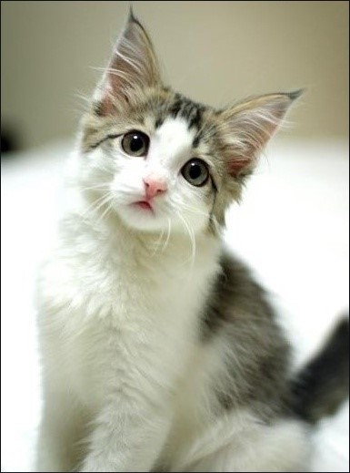 고양이 사진 고양이 사진