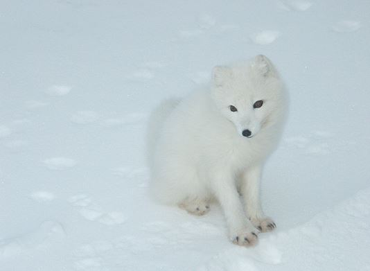 북극여우의 특징 알아보기 : 네이버 블로그