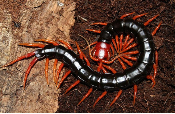 지네, 오공 효능과 부작용, 주의사항