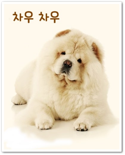 차우 차우는 좋은 가족 개입니다