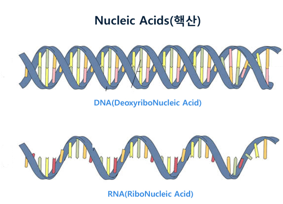 핵산[Nucleic Acid]이란?