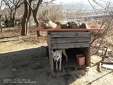  개집 지붕을 고첬어요. (犬小屋の屋根を直しました。)