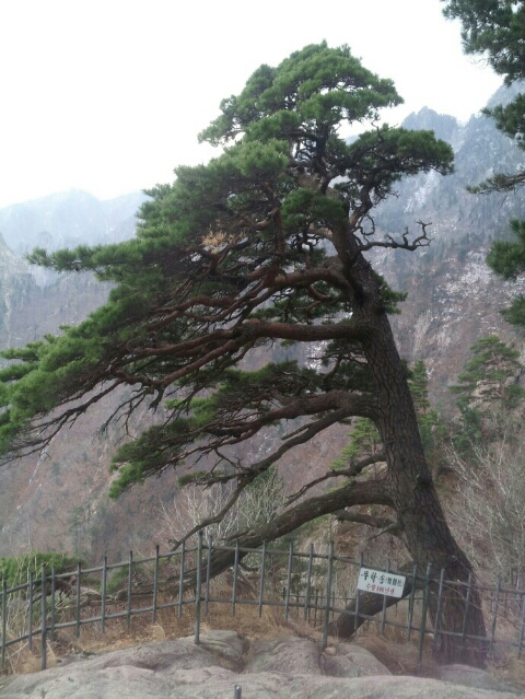 설악산 알락암 다녀왔습니다! 설악산 알락암 다녀왔습니다!