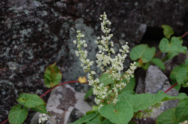  나도하수오(홍약자, 紅藥子), Fallopia ciliinervis (Nakai) Hammer 