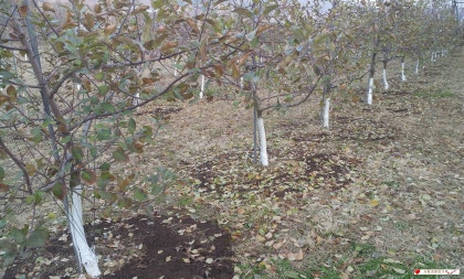 사과잎 색칠하기