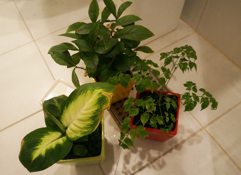 공기정화식물/겨울 실내 화초 키우기 : 아레카야자/시클라멘/마리안느/천냥금/커피나무(공기....