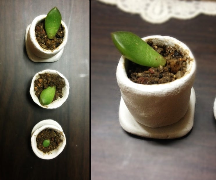  일상풍경)다육이 엄지화분:)