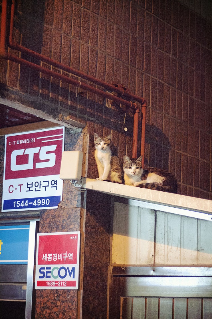  건물에 갇힌 새끼 고양이 