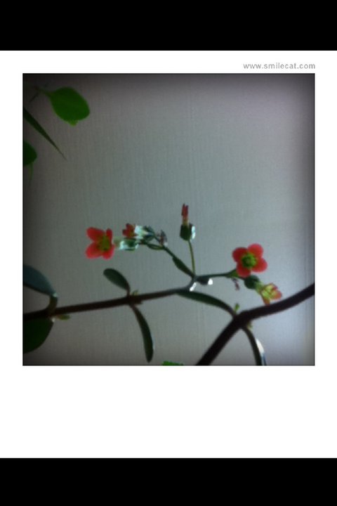  <꽃망울> (2011.3.24)