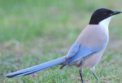 까치와 까마귀에 대하여 ; Korean Magpie, Carrion Crow, 까마귀와 까치 지능, 물까치(Azure-Winged  Magpie) : 네이버 블로그