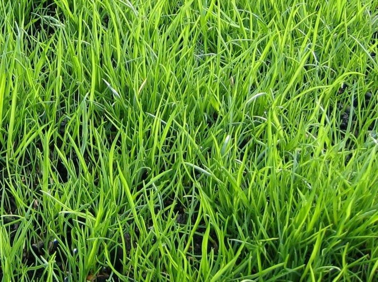 버뮤다그래스(BERMUDA GRASS) 이미지