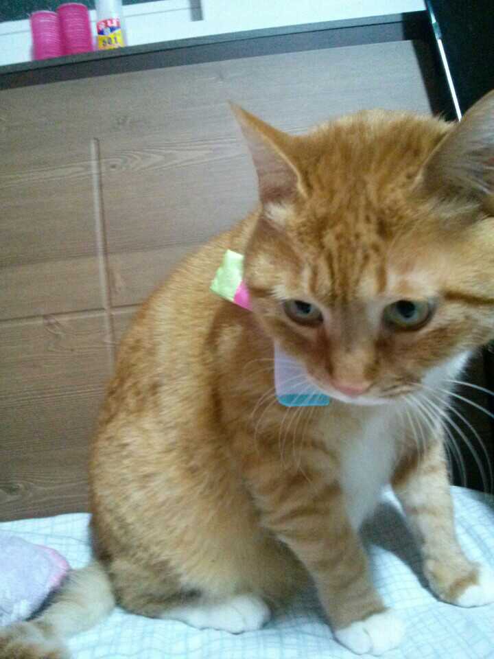  한복도착