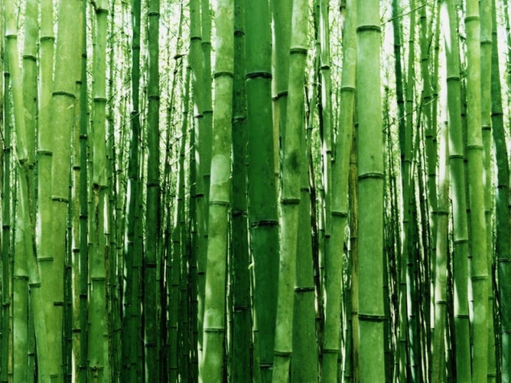  모죽(毛竹) 이야기
