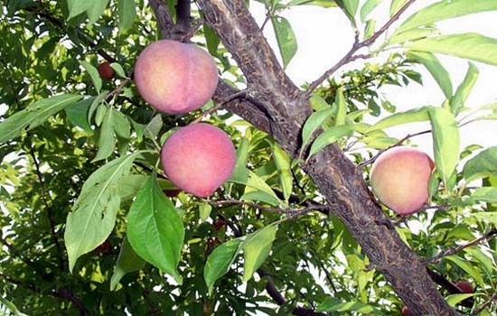 자두나무 열매 자두 효능과 자두 칼로리 : 네이버 블로그
