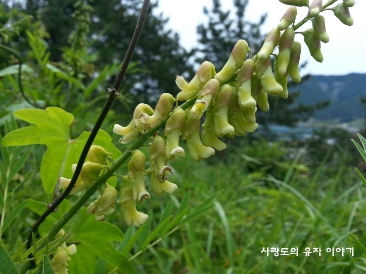 사량도의 야생화종류/ 고삼 (도둑놈의 지팡이) : 네이버 블로그 사량도의 야생화종류/ 고삼 (도둑놈의 지팡이) : 네이버 블로그