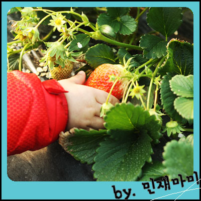 딸기체험농장, 딸기체험, 대구 근교 딸기체험, 체험학습 갈만한 곳 딸기체험농장, 딸기체험, 대구 근교 딸기체험, 체험학습 갈만한 곳