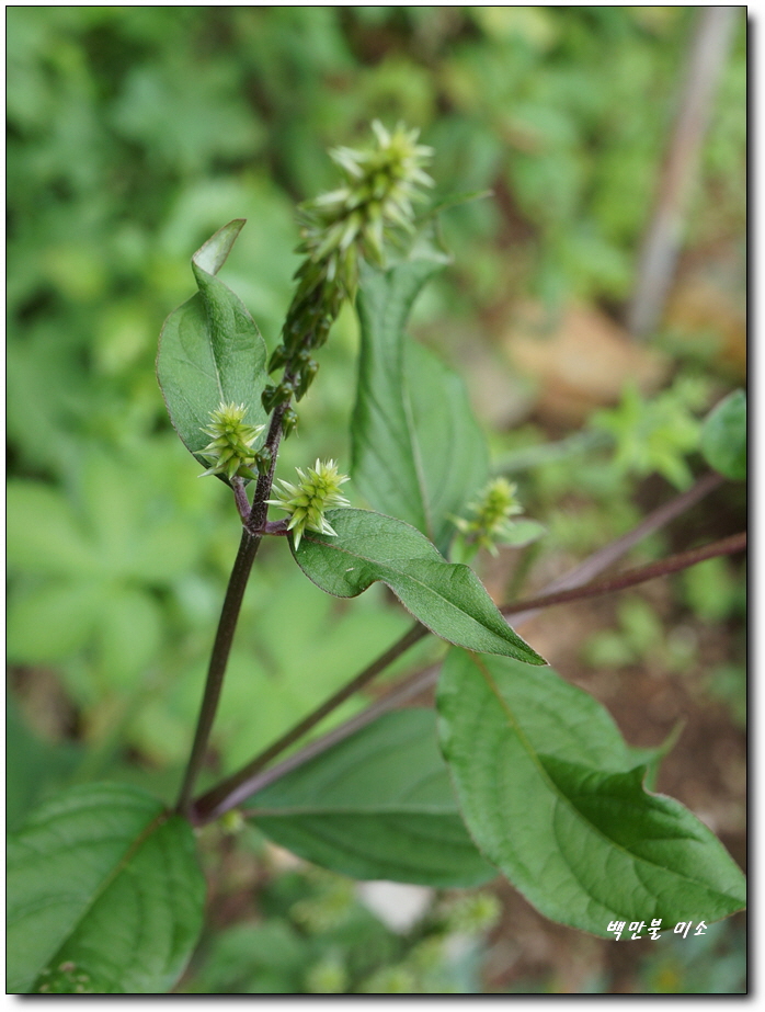우슬초 효능 우슬 먹는법 쇠무릎 뿌리효능 관절 건강을 위하여 ~ 9