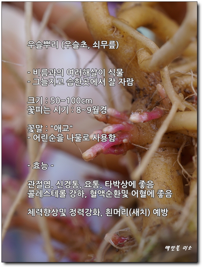 우슬초 효능 우슬 먹는법 쇠무릎 뿌리효능 관절 건강을 위하여 ~ 3