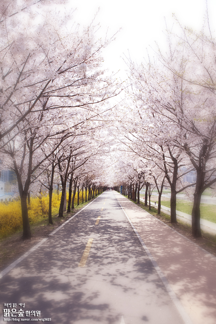 예쁜봄사진모음 봄풍경사진 봄 관련 시~ : 네이버 블로그