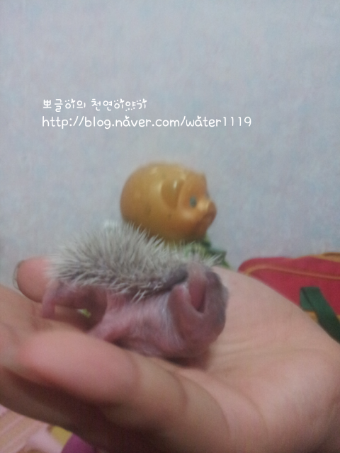  고슴도치 새끼 꼬미의 처음으로 하는 안팅~