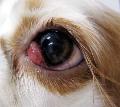 강아지 체리아이증상 / 자가 치료방법 (마사지+항생제)