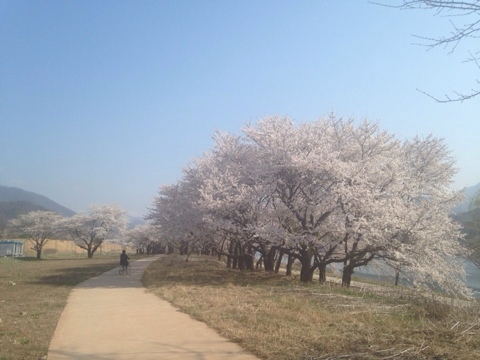아름다운 벚꽃길:-)