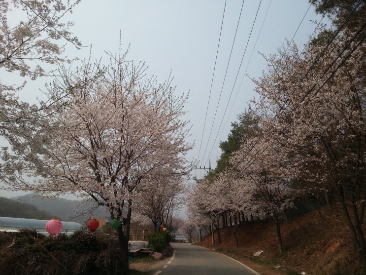  안성 미리내저수지(미산저수지)에서...