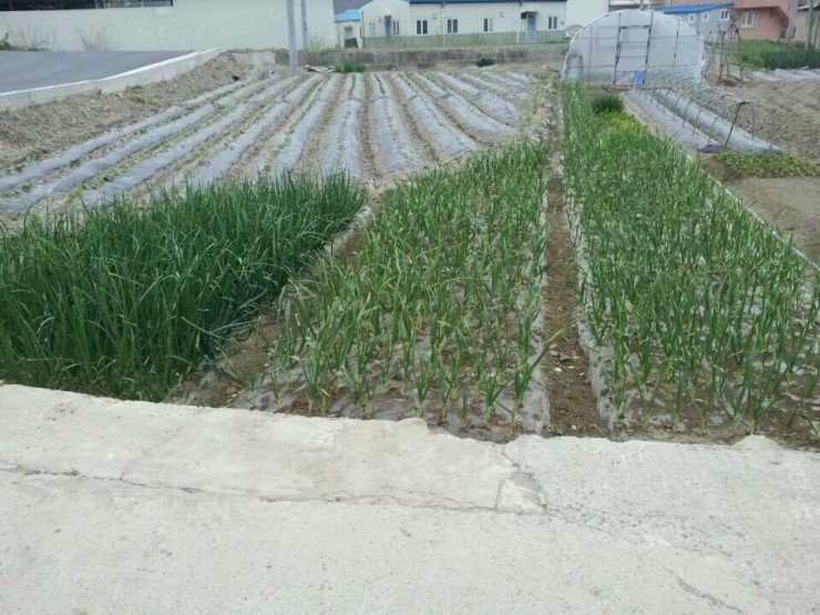  4월13일 토요일 마늘