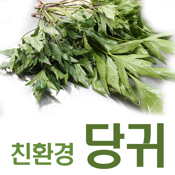 당귀의 효능 _ 당귀잎과 당귀뿌리 4